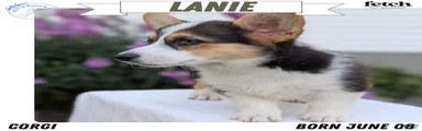 Lanie