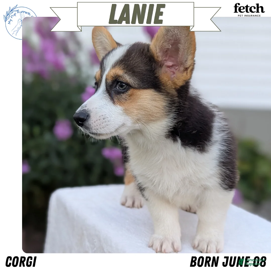 Welsh Corgi Pembroke dogs for sale: Lanie - Ad 1