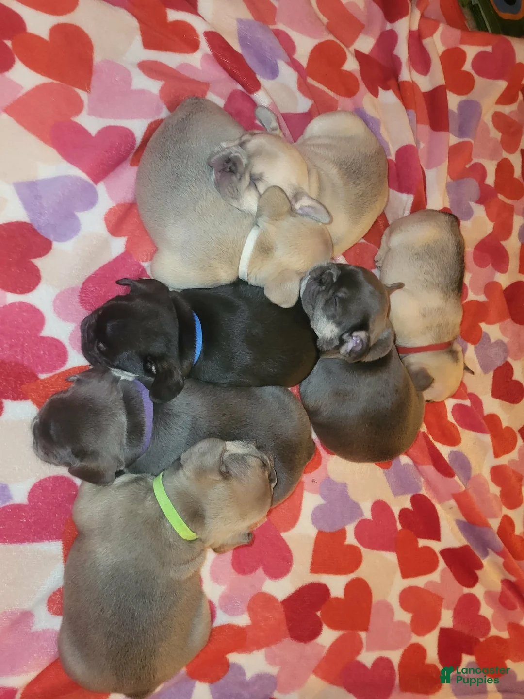 French Bulldog dogs for sale: French Bulldog Puppy 3 - Ad 5