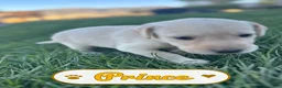 Labrador Retriever dogs for sale: Prince - Ad 2