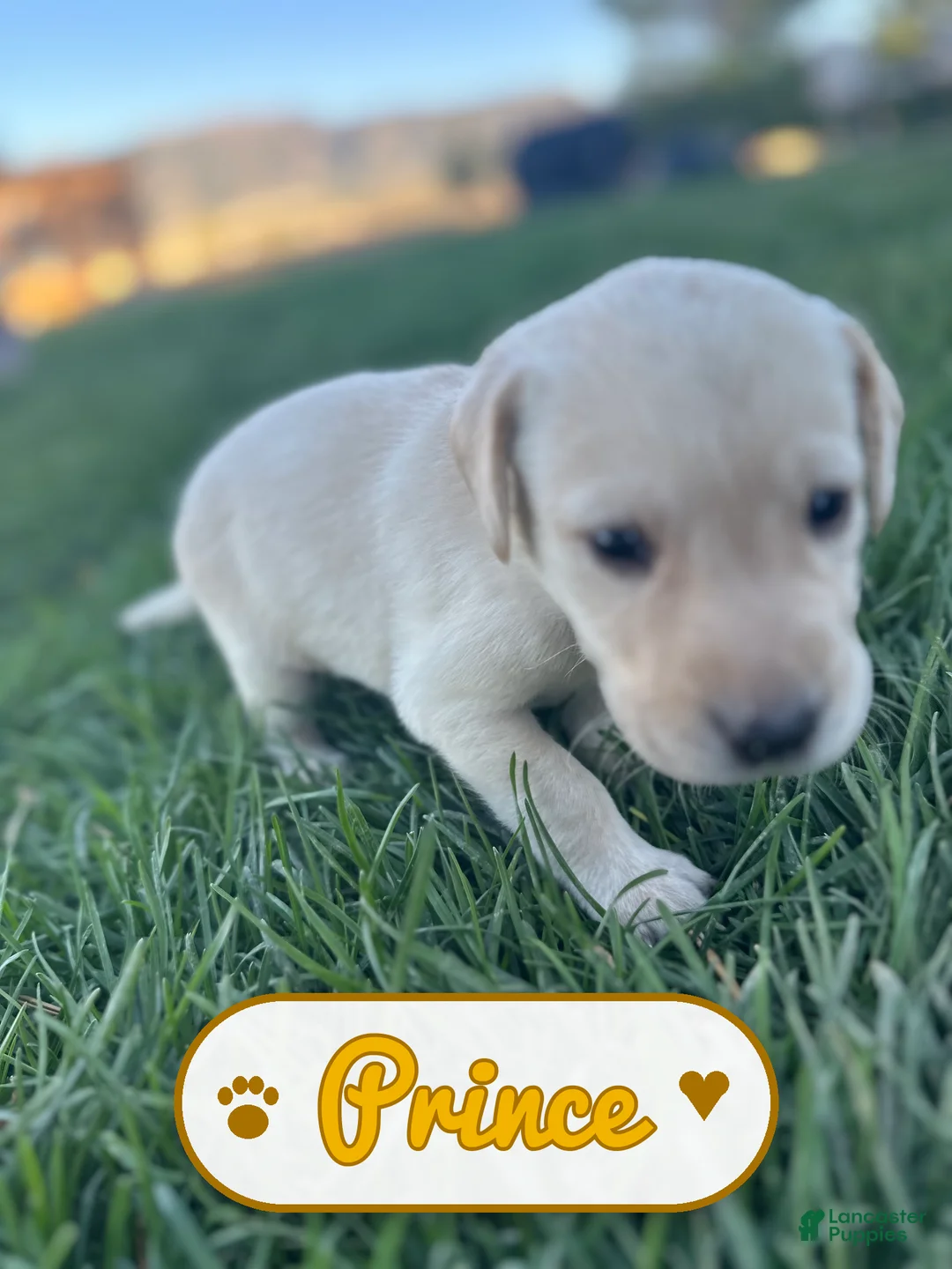 Labrador Retriever dogs for sale: Prince - Ad 2