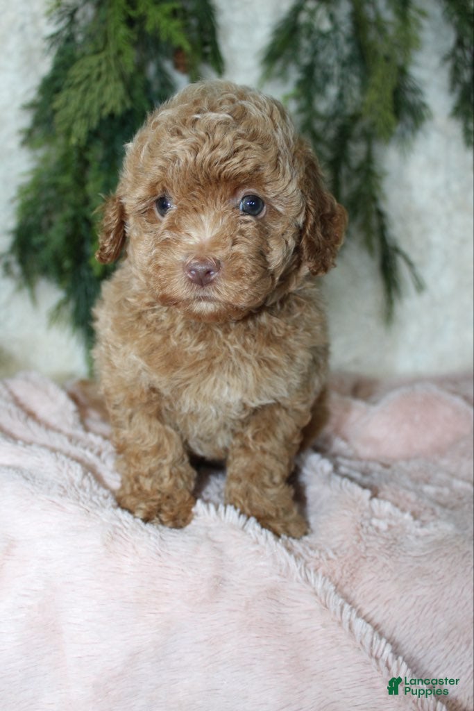 Toy Poodle dogs Toy Poodle 1 - Ad 23