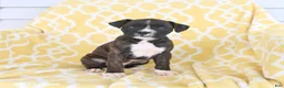 Boxer dogs for sale: Abby - Ad 3