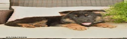 German Shepherd dogs for sale: Levi - Ad 3