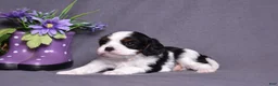 Cavalier King Charles Spaniel dogs for sale: Oreo - Ad 5