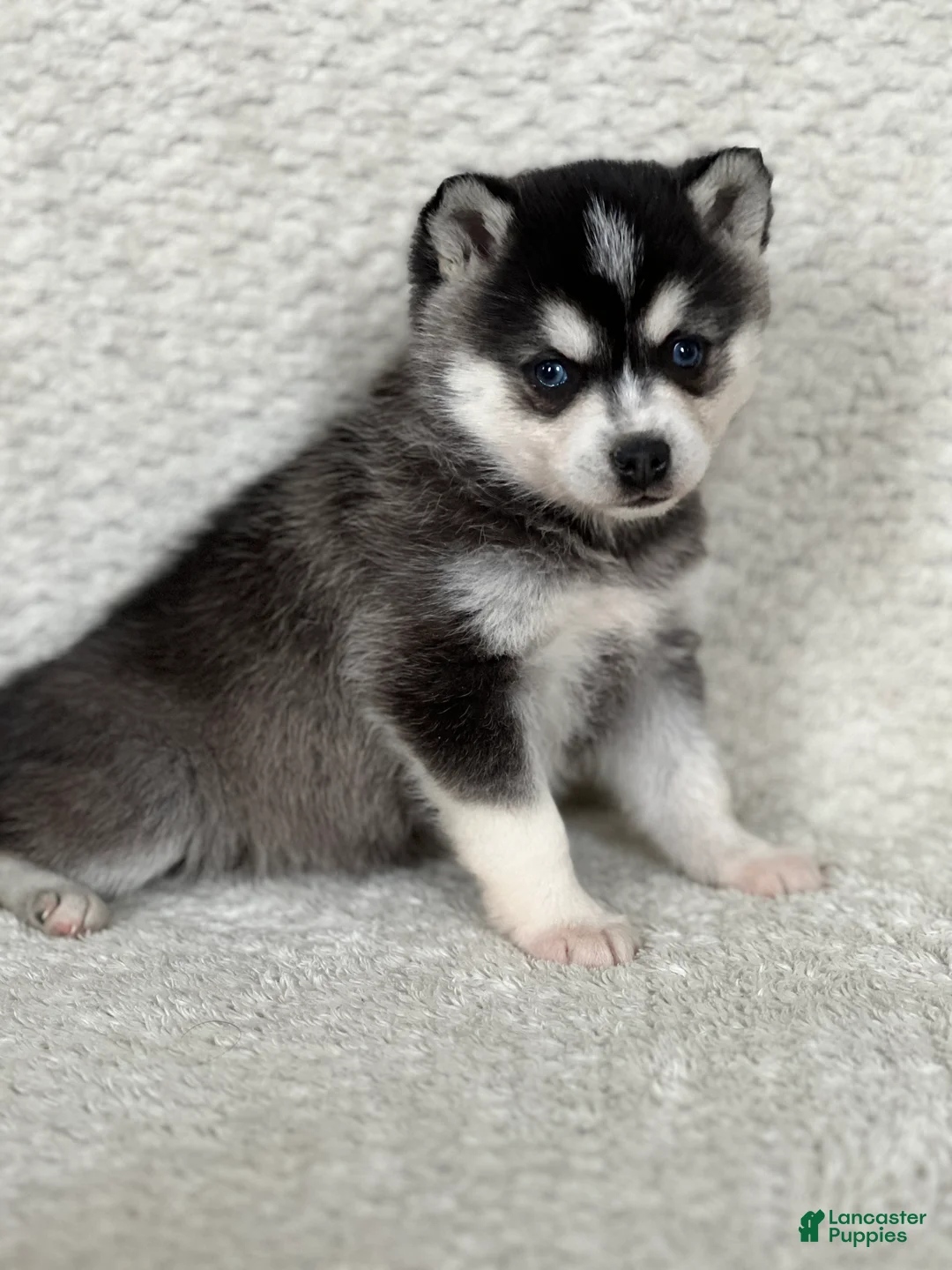 Alaskan Klee Kai dogs for sale: Olivia - Ad 2