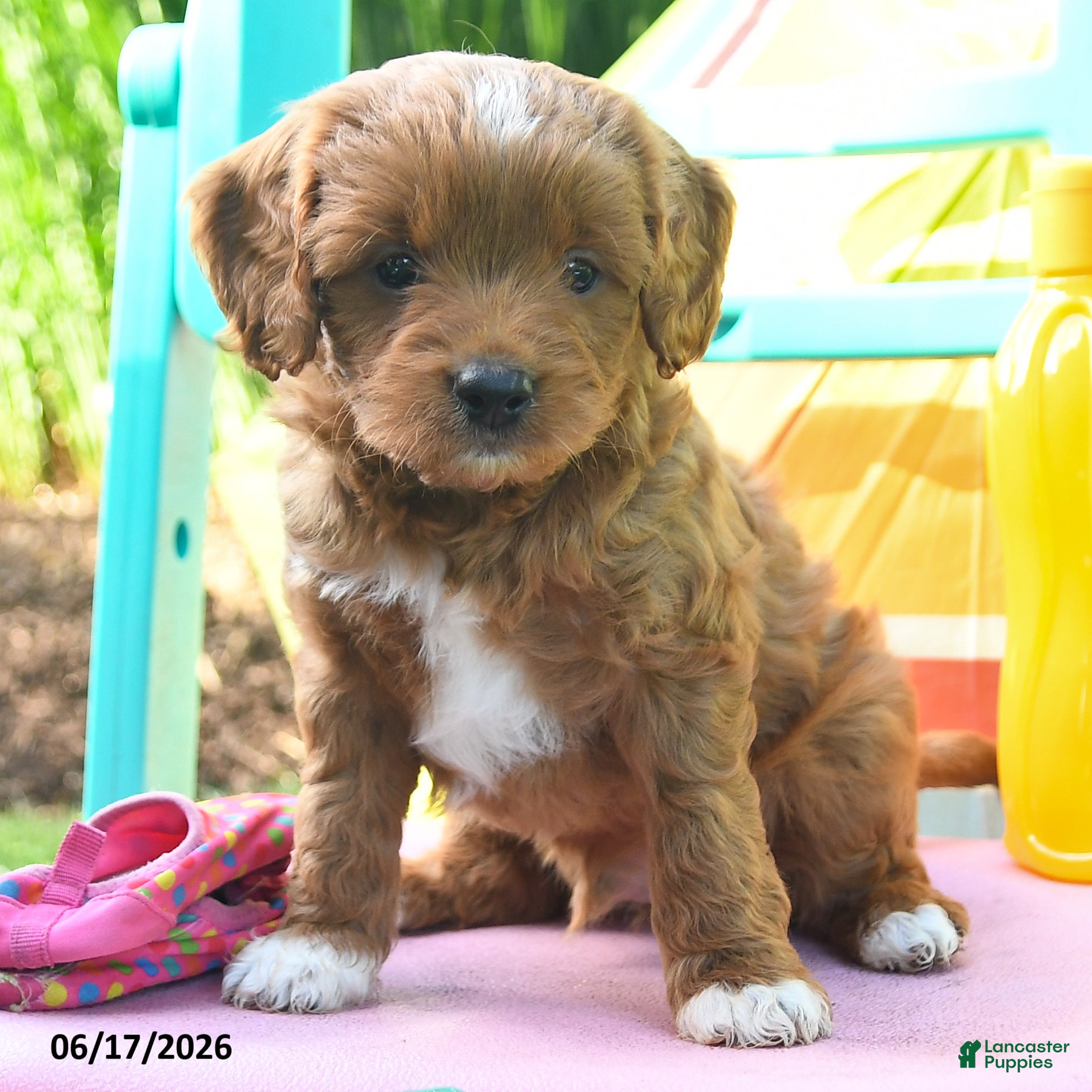 Cavapoo dogs Cocoa - Ad 2