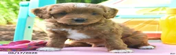Cavapoo dogs for sale: Cocoa - Ad 2
