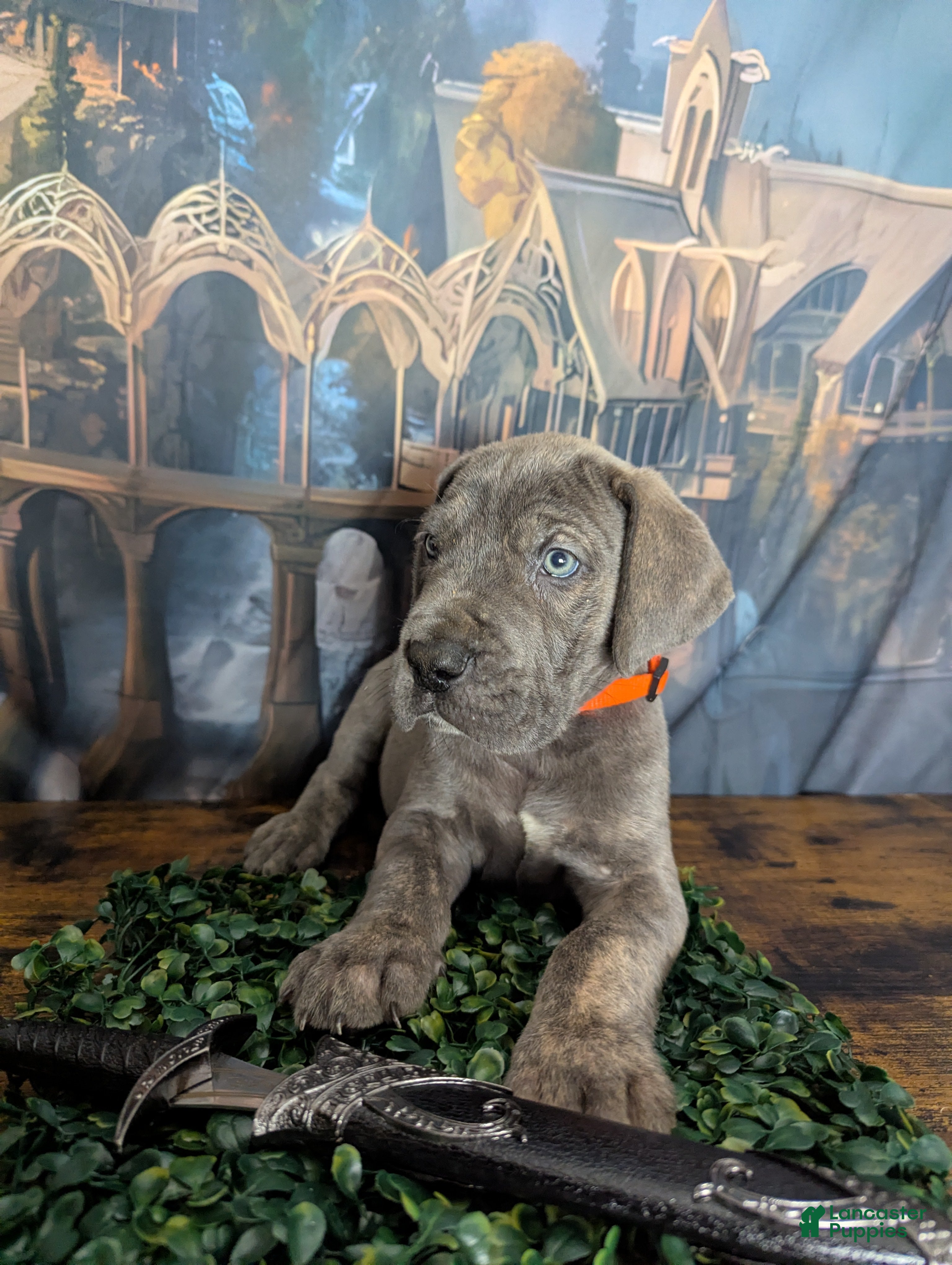 Great Dane dogs Gimli Male Blue Brindle Great Dane Puppy  - Ad 7