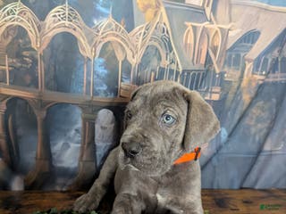 Great Dane dogs Gimli Male Blue Brindle Great Dane Puppy - Ad 5