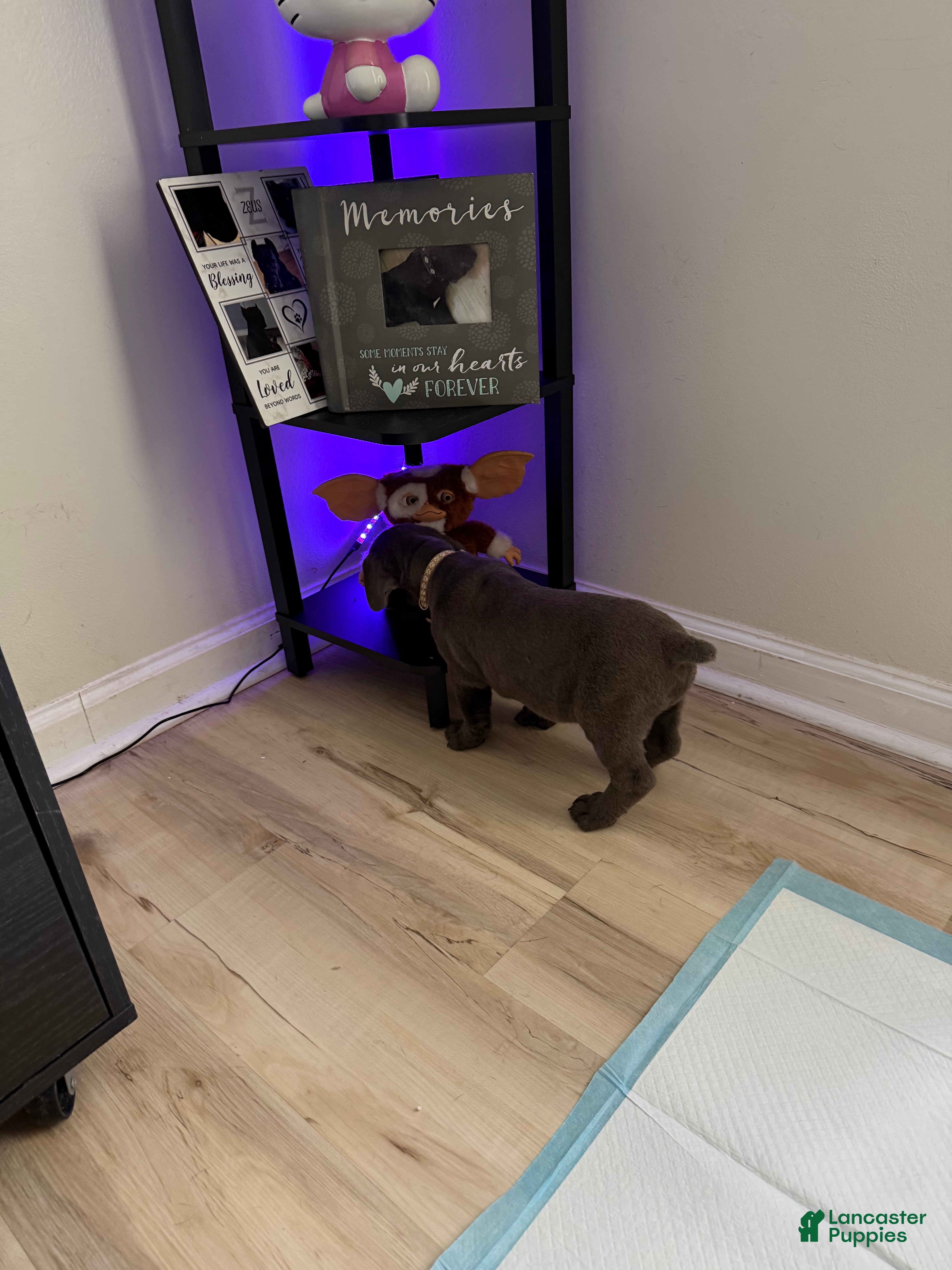 Cane Corso dogs Fujin - Ad 10