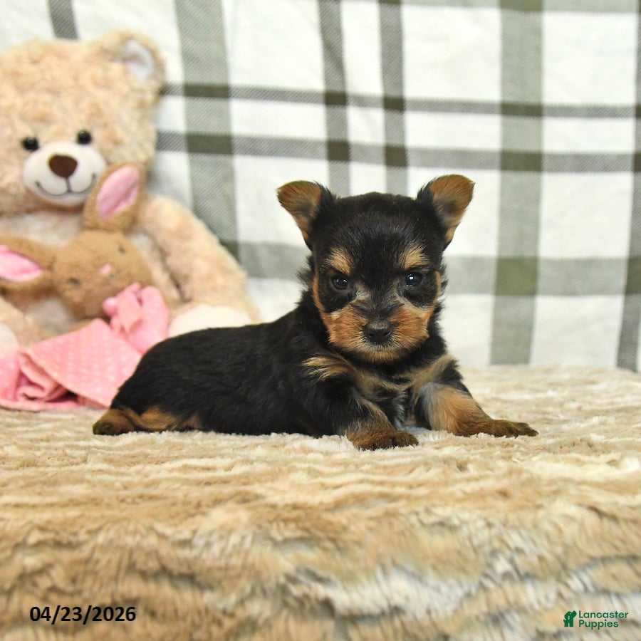 Yorkshire Terrier dogs Champ  - Ad 1