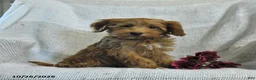 Mini Goldendoodle dogs for sale: Julie  - Ad 4