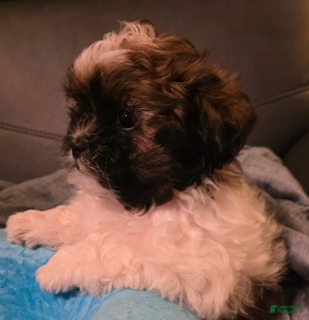 Mixed Breed dogs for sale: Mixed Breed 2 - Ad 2
