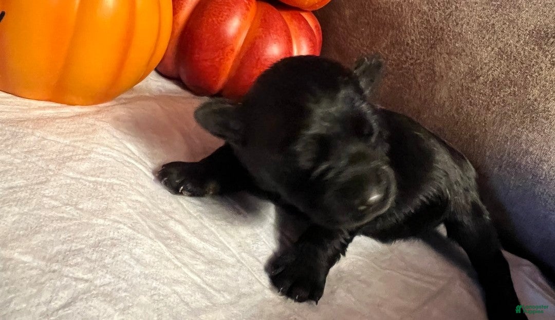 Miniature Schnauzer dogs Miniature Schnauzer 2 - Ad 34