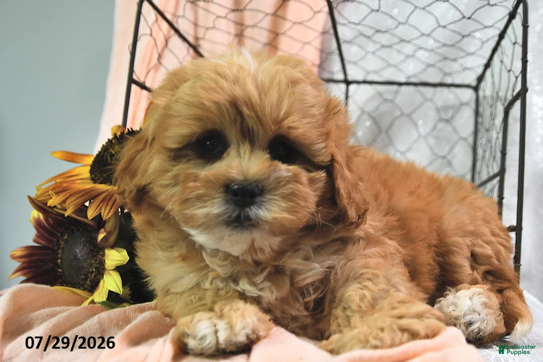Shihpoo dogs for sale: Shari - Ad 3