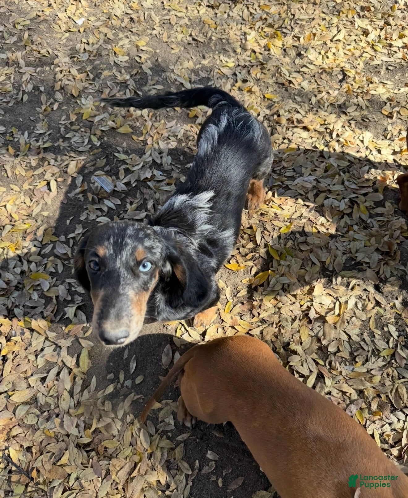 Miniature Dachshund dogs Miniature Dachshund Puppy 1 - Ad 1