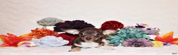 Chihuahua dogs for sale: Remus - Ad 3