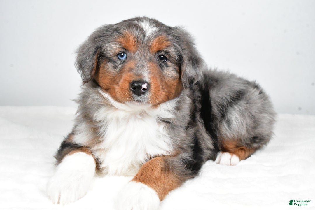 Miniature Australian Shepherd dogs for sale: Richie - Ad 5