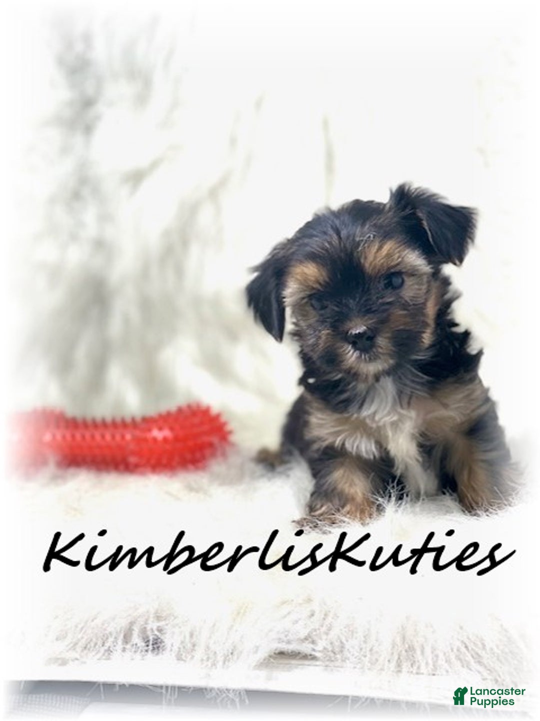 Morkie dogs for sale: Morkie Puppy 2 - Ad 1