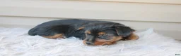 Yorkshire Terrier dogs for sale: Scotty - Ad 13