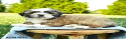 Shih Tzu dogs for sale: Sophie - Ad 5