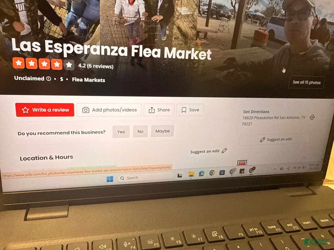 American Bully dogs for sale: (Available)        American Bully Puppy 5 - Ad 9