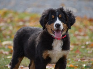Bernese Mountain Dog dogs - Ad 18