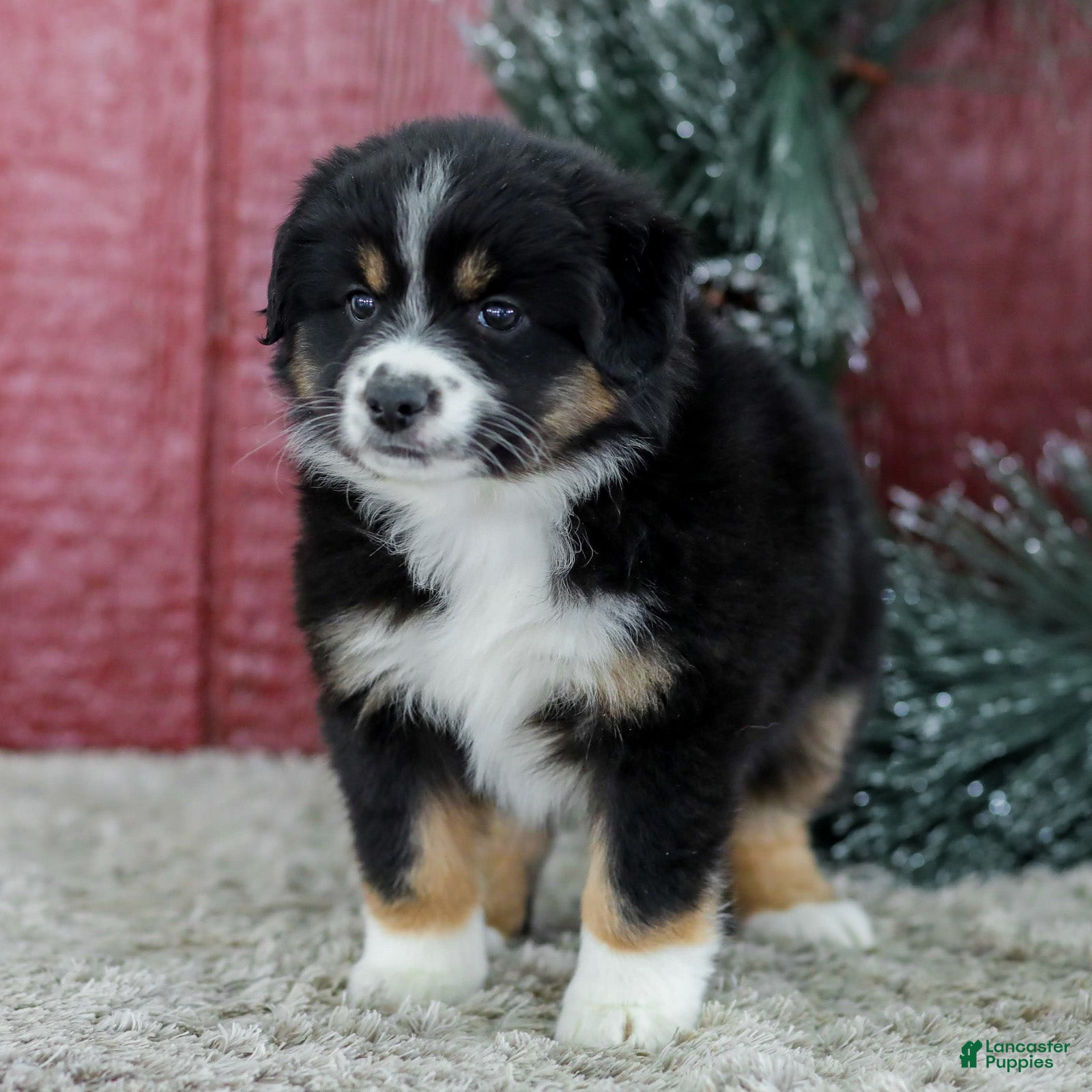 Miniature Australian Shepherd dogs Chloe - Ad 2