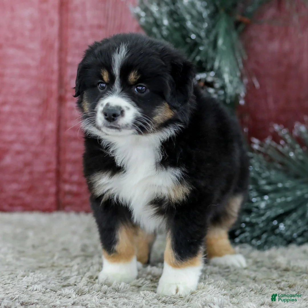 Miniature Australian Shepherd dogs for sale: Chloe - Ad 2