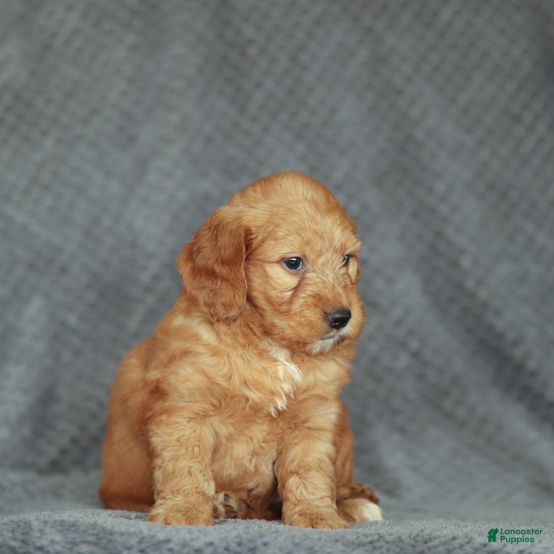 Mini Goldendoodle dogs for sale: Ruby - Ad 4