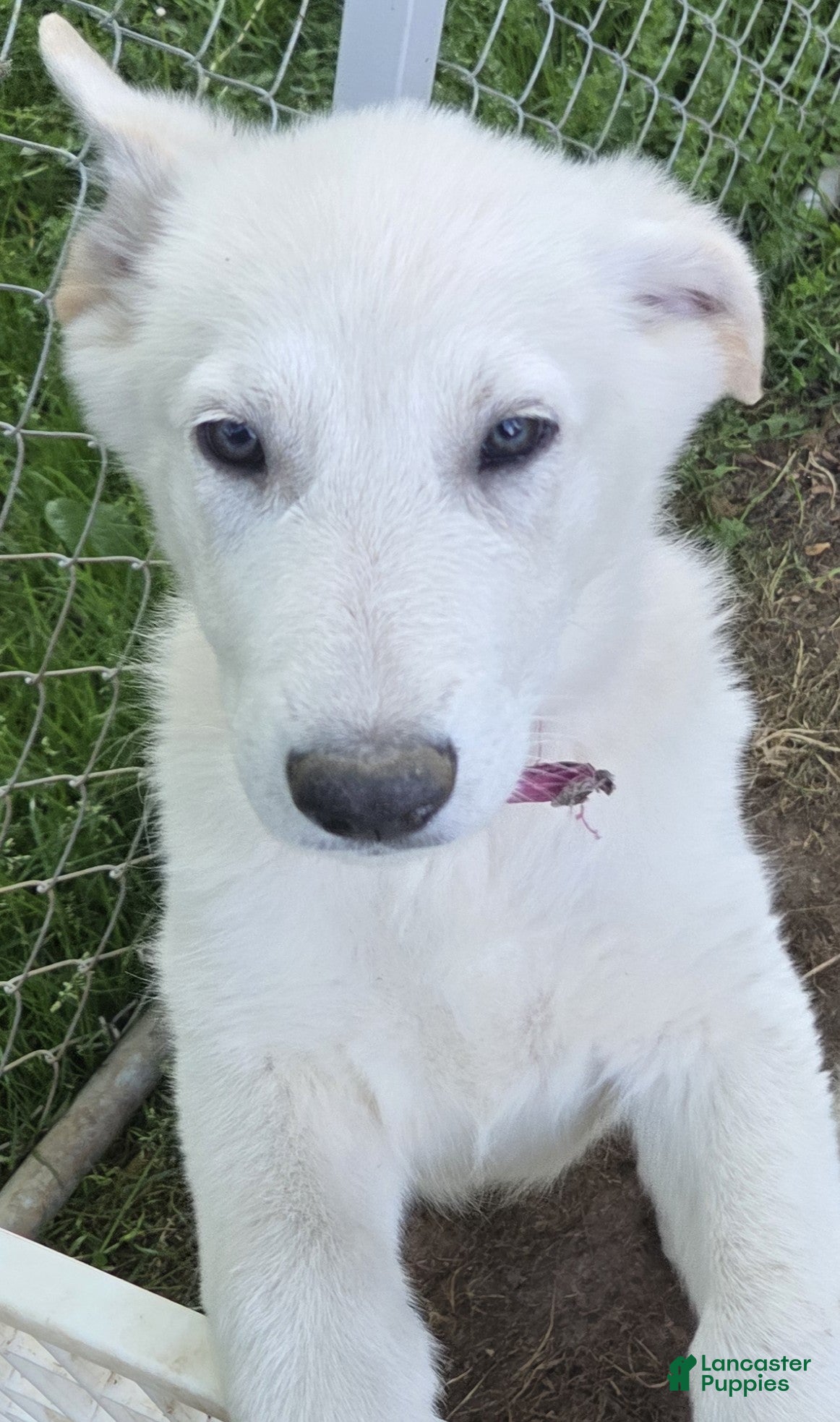 German Shepherd dogs White German Shepherd Puppy - Pink - Ad 17