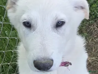 German Shepherd dogs White German Shepherd Puppy - Pink - Ad 17
