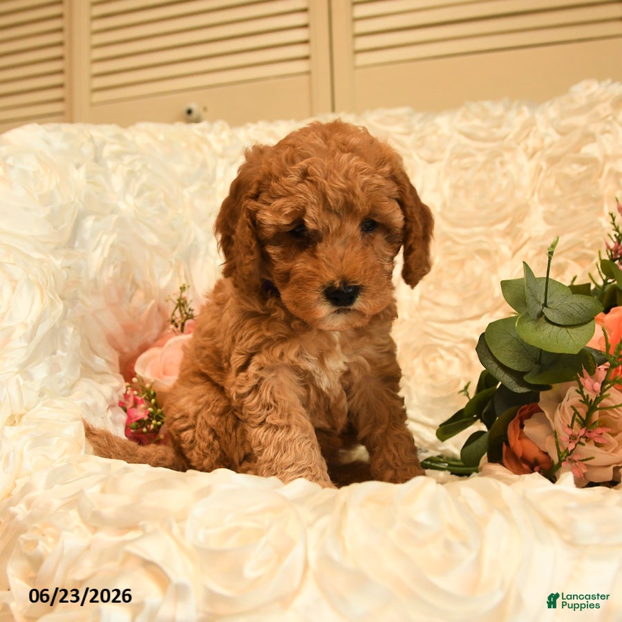 Mini Goldendoodle dogs Ginger - Ad 2