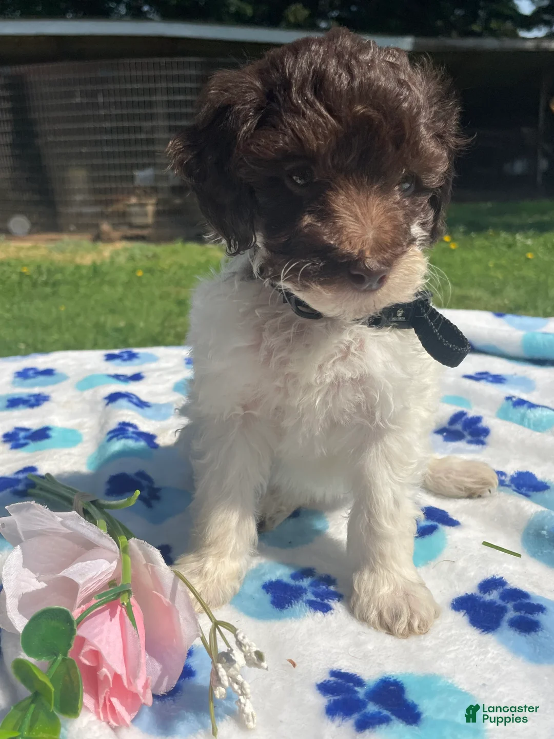 Mixed Breed dogs for sale: Mona - Ad 1
