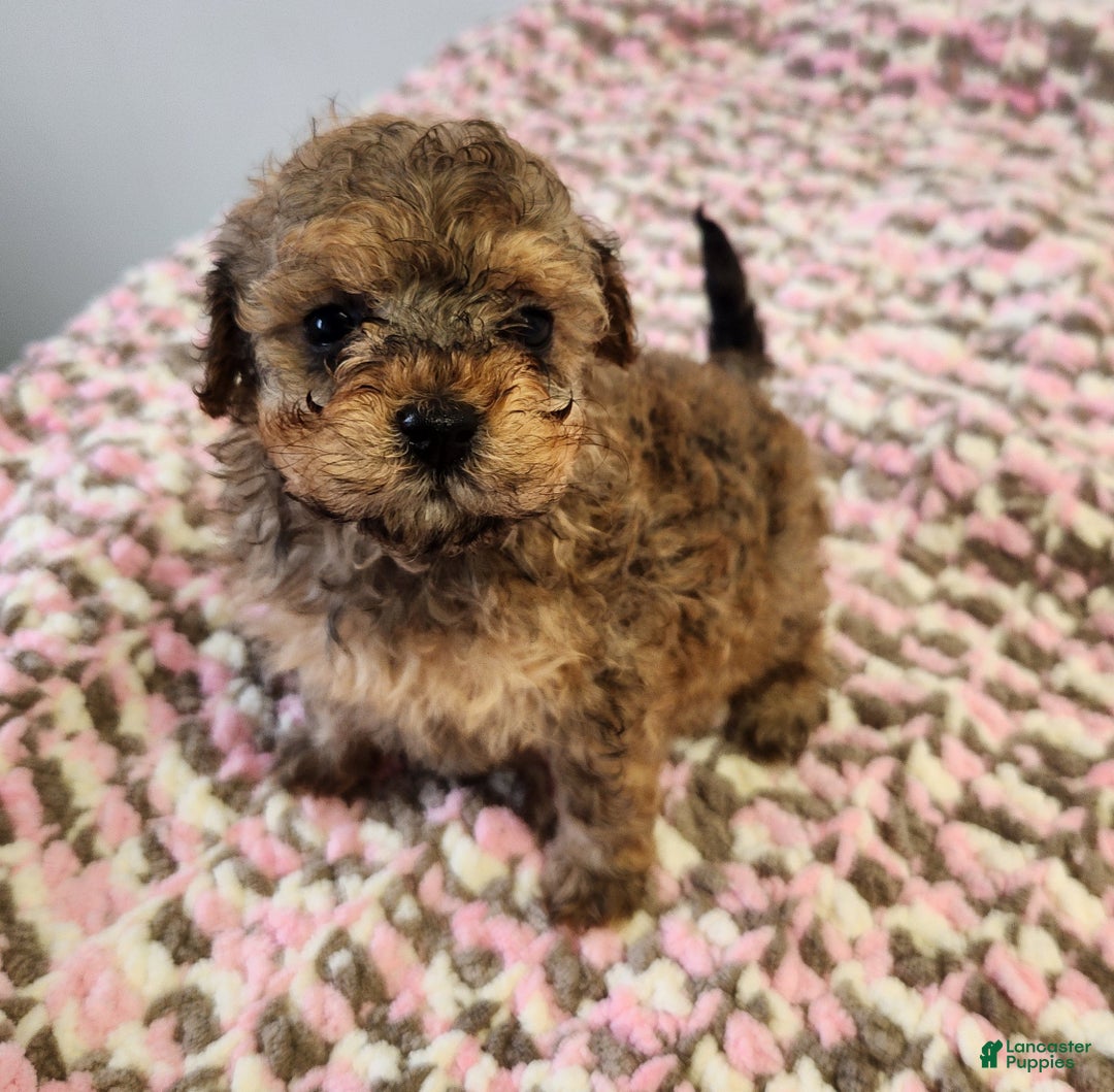 Toy Poodle dogs for sale: Kacie - Ad 2