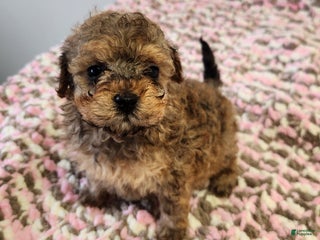 Toy Poodle dogs Kacie - Ad 30