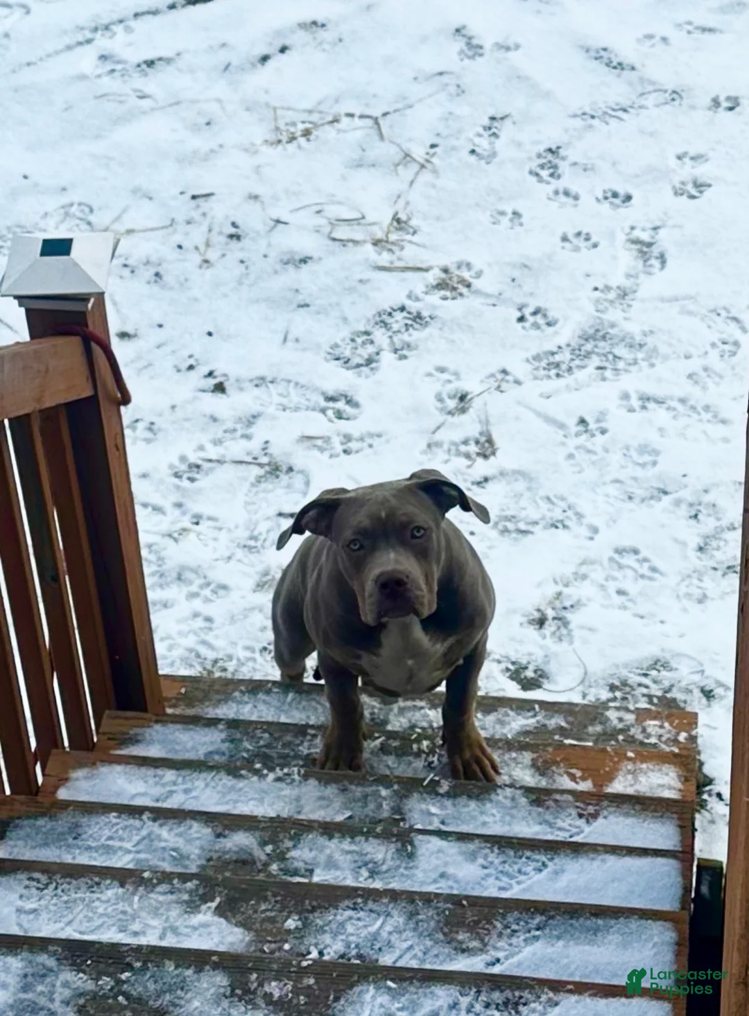 American Bully dogs for sale: Sebastian  - Ad 3