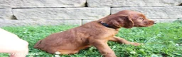 Irish Setter dogs for sale: Sambo - Ad 3