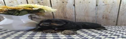Cocker Spaniel dogs for sale: Rover - Ad 2