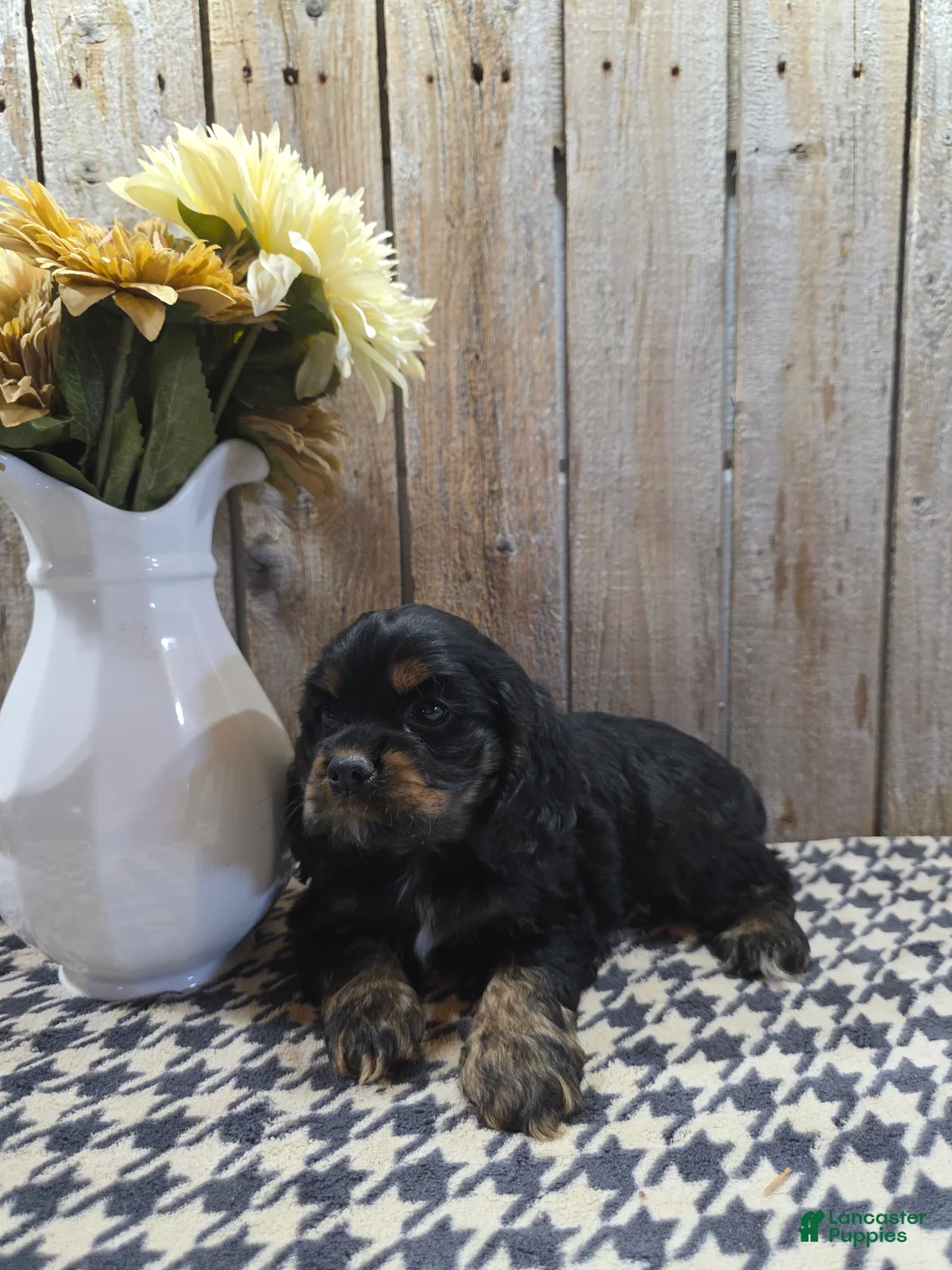 Cocker Spaniel dogs for sale: Rover - Ad 2