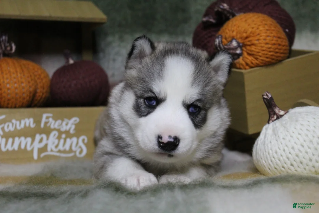 Siberian Husky dogs for sale: Mint - Ad 2
