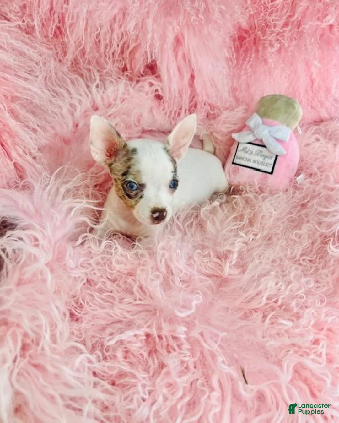 Chihuahua dogs for sale: Chihuahua 1 - Ad 2