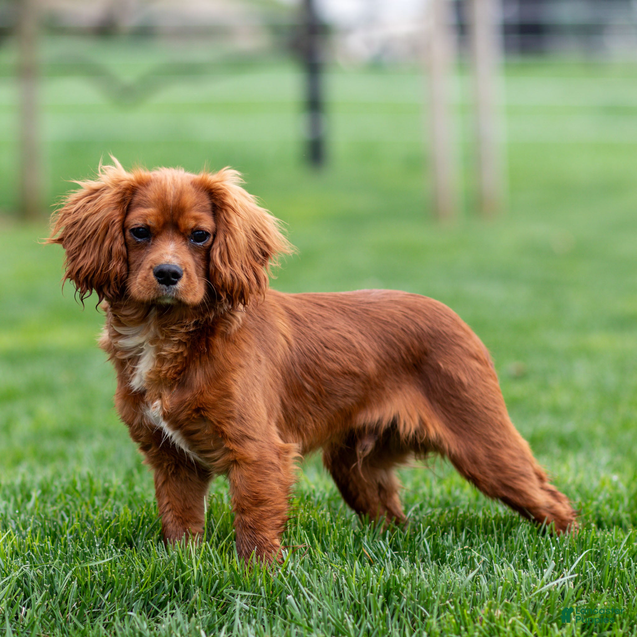 Cavalier King Charles Spaniel dogs Riley - Ad 1