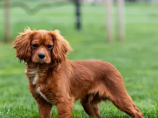 Cavalier King Charles Spaniel dogs for sale: Riley - Ad 2