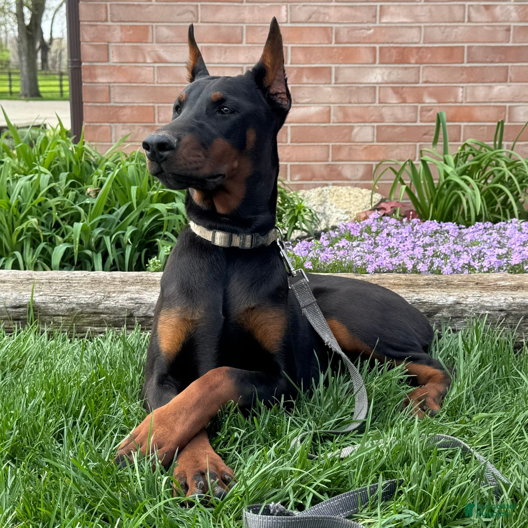 Doberman Pinscher dogs Vespa - Ad 2