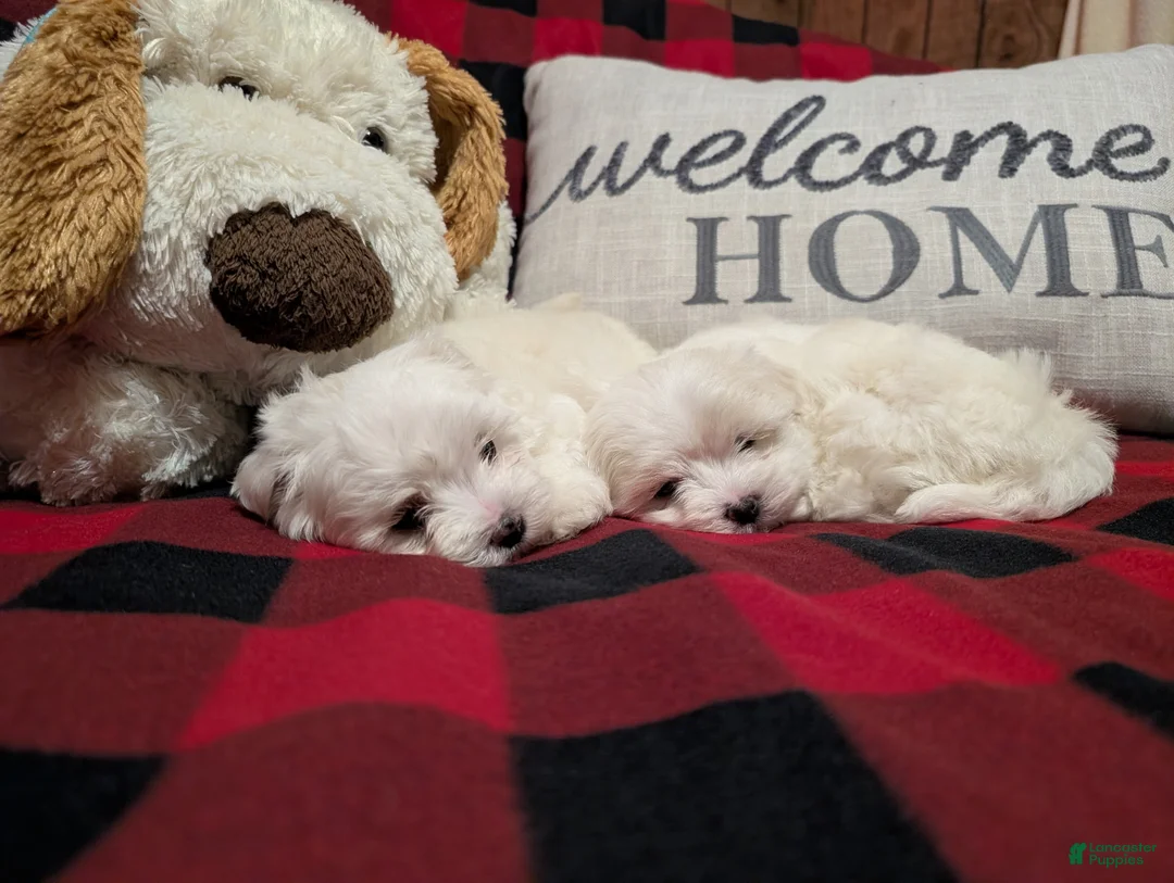 Maltese dogs for sale: Maltese Puppy 2 - Ad 12