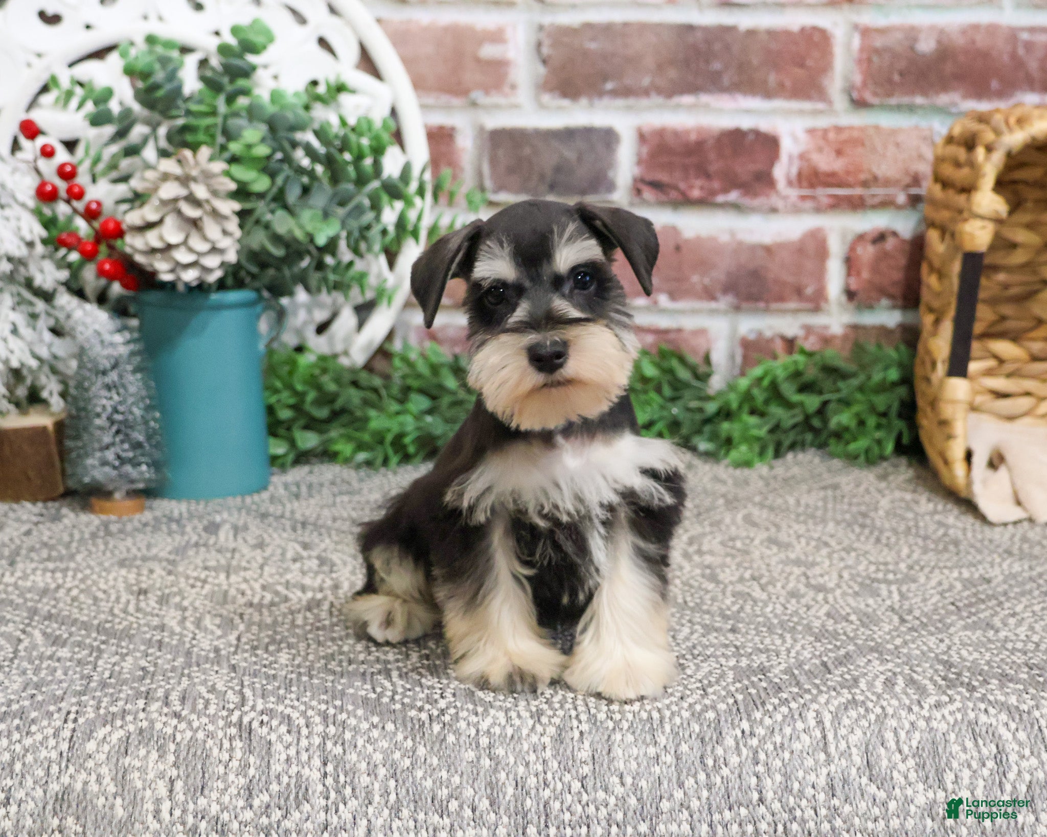Miniature Schnauzer dogs Eduardo  - Ad 41