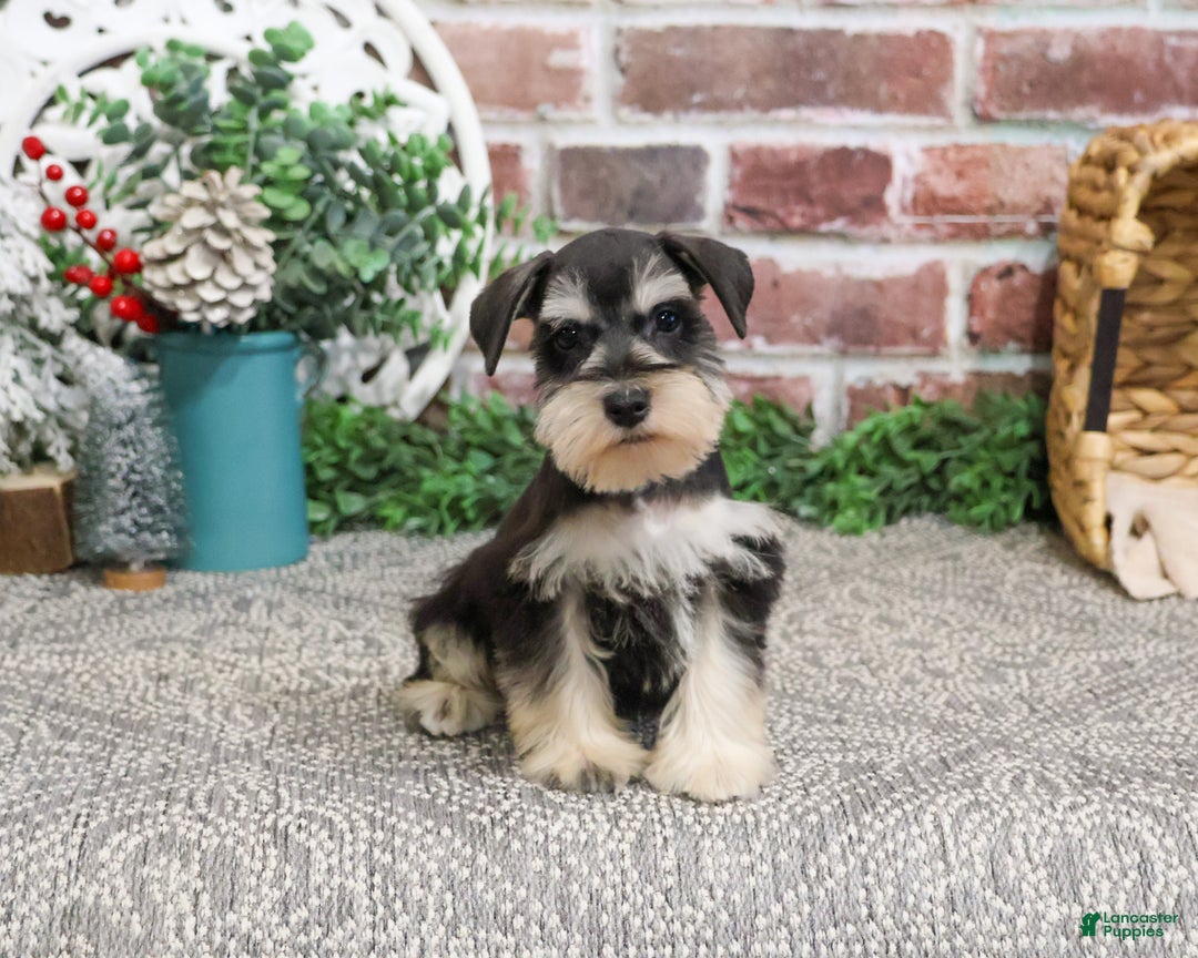 Miniature Schnauzer dogs for sale: Eduardo  - Ad 1