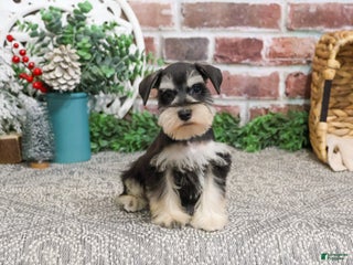Miniature Schnauzer dogs Eduardo - Ad 11
